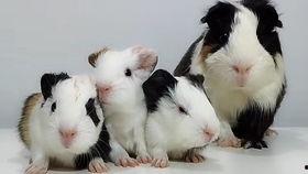 国产荷兰猪叫声视频,萌态可掬，萌动人心