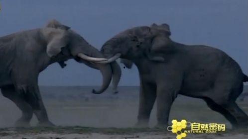 国产大象视频,探寻中国大象文化的魅力与传承