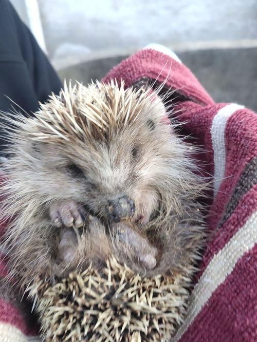 国产刺猬如何养活视频,揭秘如何科学喂养