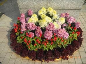 国产草花推荐图片视频,色彩斑斓，生机盎然