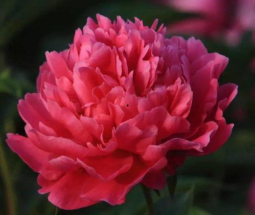 国产芍药介绍视频大全