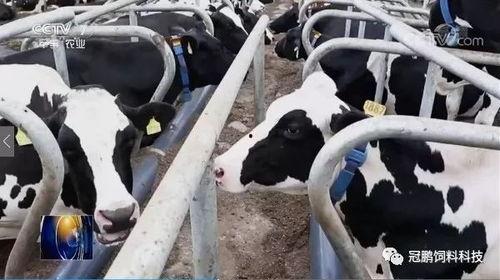 国产奶业最新视频,创新驱动，品质升级