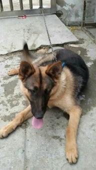 国产大狼狗生宝宝视频,温馨育儿瞬间大盘点