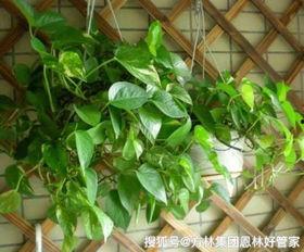 国产绿萝神器视频,轻松养绿植，打造家居绿意盎然